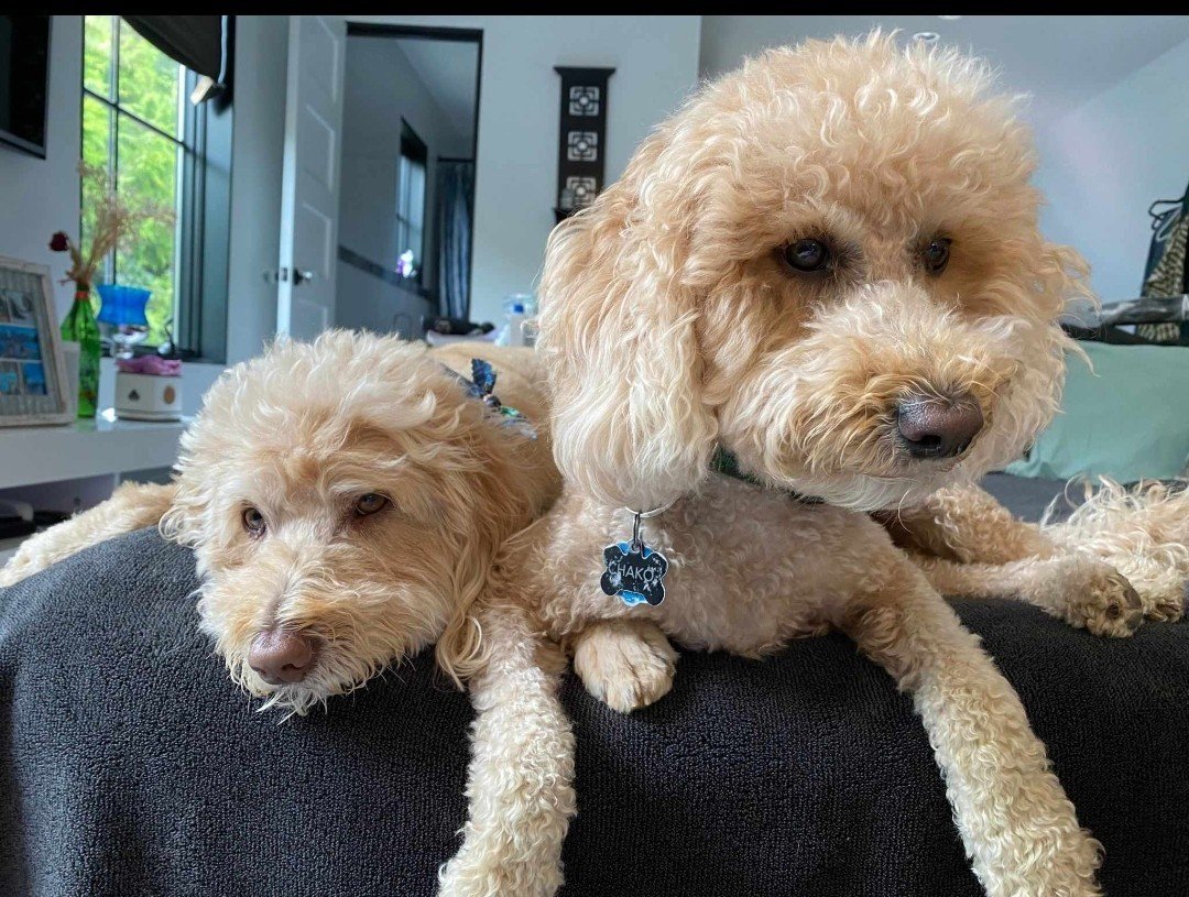 Harly and Chako relaxing together at home